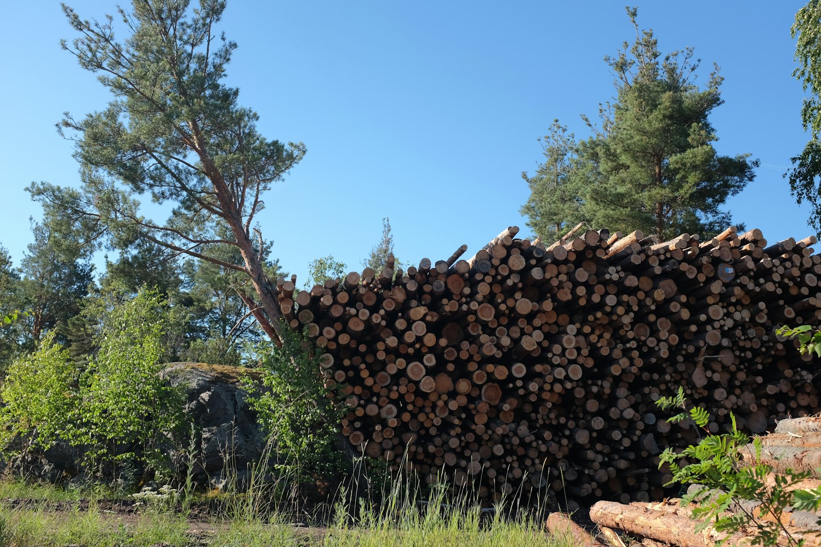 Skládka kulatiny u lesní cesty
